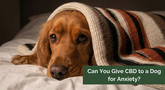 Can You Give CBD to a Dog for Anxiety? A Friendly Guide for Pet Parents