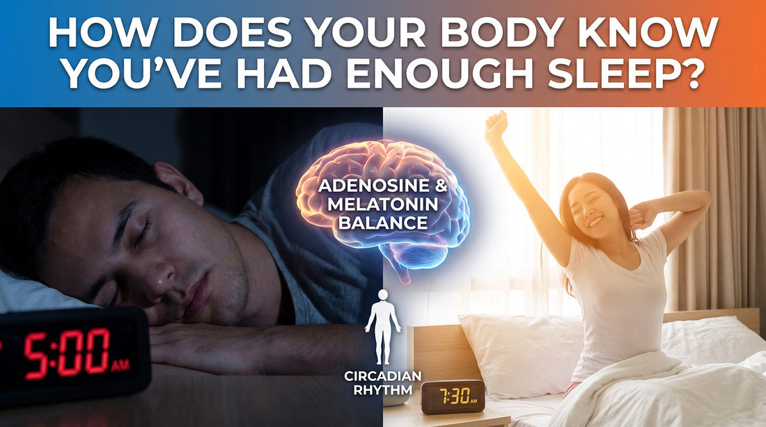 How Does Your Body Know You've Had Enough Sleep