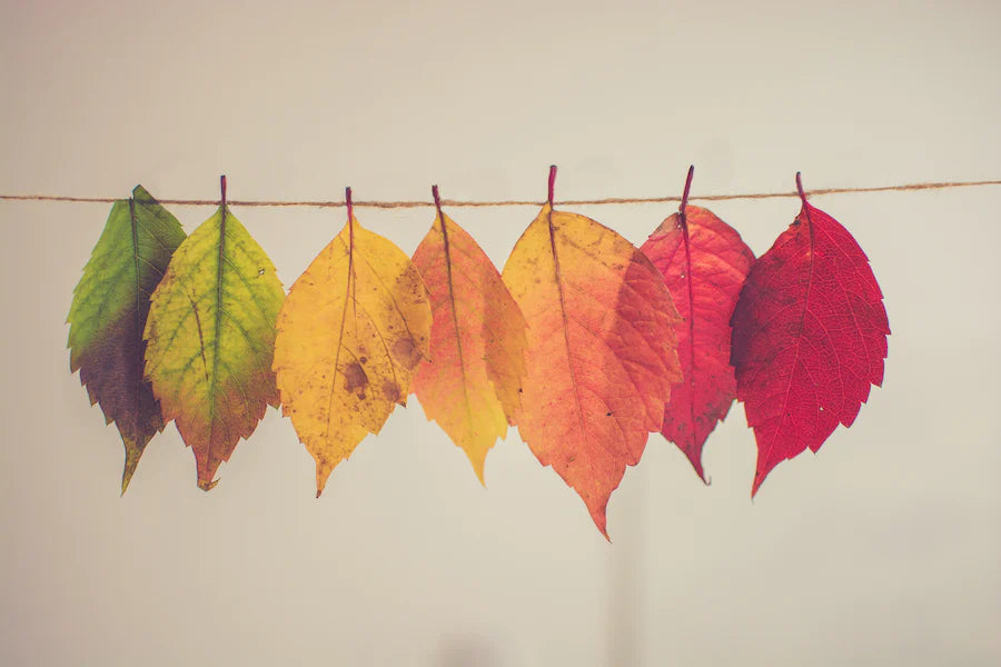 Fall Into Self-Care: Making the Most of Autumn's Embrace