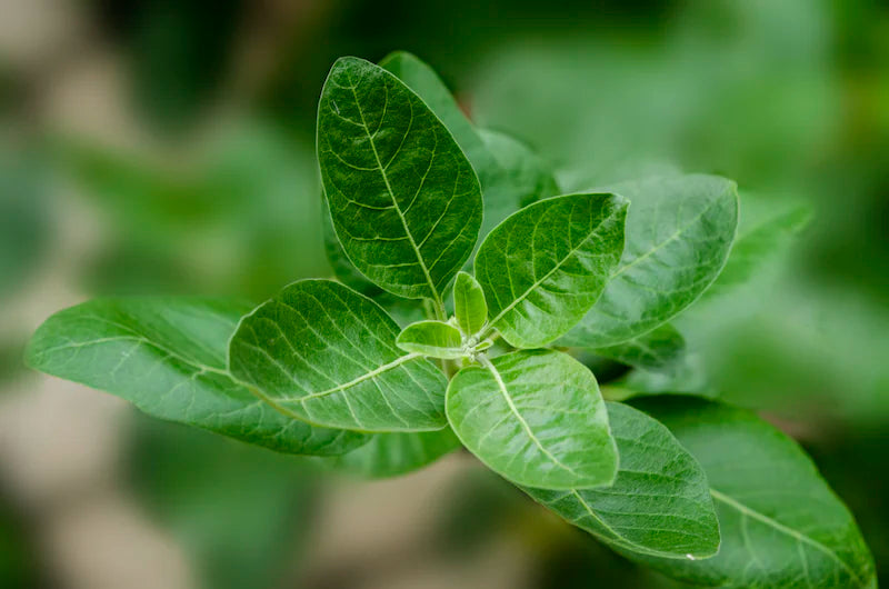 Unlocking the Benefits of Ashwagandha: The Vital Nutrient You Need in Your Life